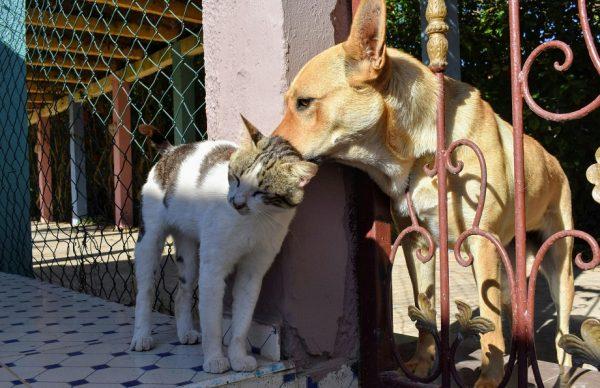 cane e gatto